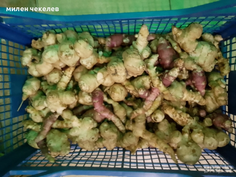 гулия-земна ябълка, снимка 1