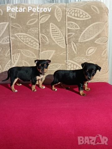 Пинчер мини , снимка 7 - Пинчер - 53690500