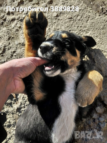 Две мъжки.Между Каракачанка и Ловджийски куче , снимка 6 - Други - 53005695