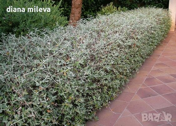 Теукриум, Teucrium Fruticans, снимка 3 - Градински цветя и растения - 39343405