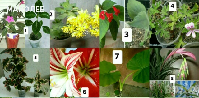 Саксийни цветя - 8 вида 3 НЕЗАСАДЕНИ КОРЕНА В ЕДИН ПАКЕТ /видове по избор/ ЗА 20 ЛВ. / 10,23 € .