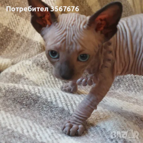 Чистокръвно коте сфинкс, снимка 2 - Сфинксове - 55976219