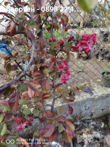 Декоративна червена ябълка Малус, снимка 6 - Разсади - 50369122