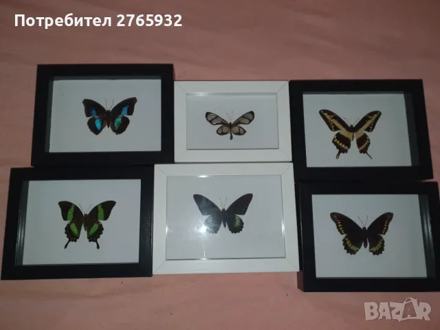 Истински Пеперуди в рамка, снимка 14 - Декорация за дома - 49843881