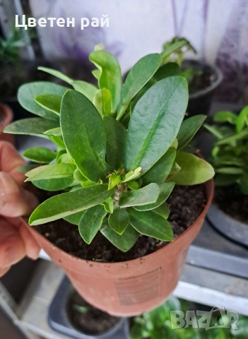 Исусов венец два цвята розов и оранжев , снимка 3 - Градински цветя и растения - 52966653