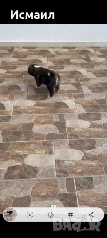 Здравейте малко мъжко кученце Акита, снимка 7 - Акита ину - 53844541