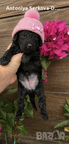 Poodle toy/Пудел Той