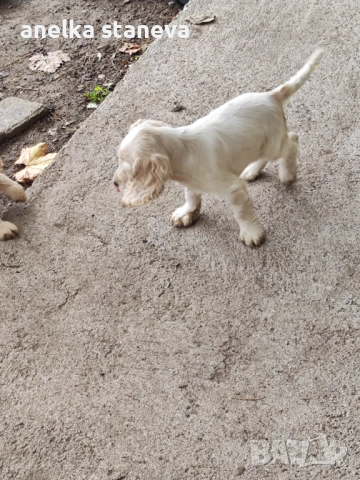 Продават се , снимка 4 - Кокер шпаньол - 49042795