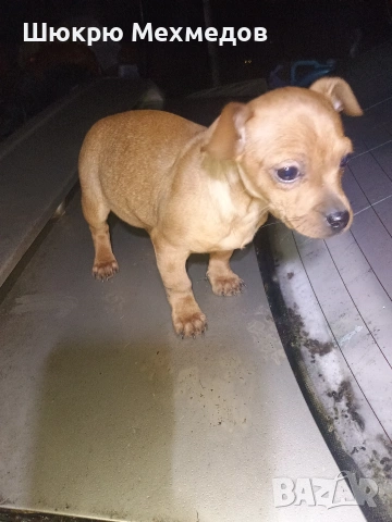 Мъжко пинчер с ваксини и паспорт