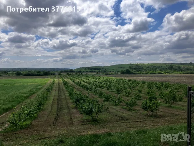Лешници от нашата градина 100%Българско производство, снимка 4 - Домашни продукти - 55799550