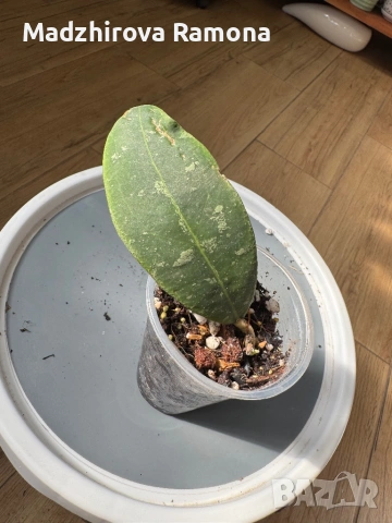 Hoya Rintzii Borneo , снимка 2 - Стайни растения - 53818966