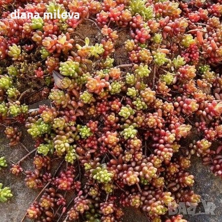 Седум Коралов килим, Sedum album Coral Carpet, снимка 2 - Градински цветя и растения - 53865678