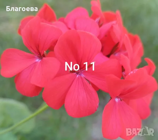 Разсад Мушкато - комплект от 10 бр общо 10 €