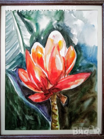 "Бананов цвят"