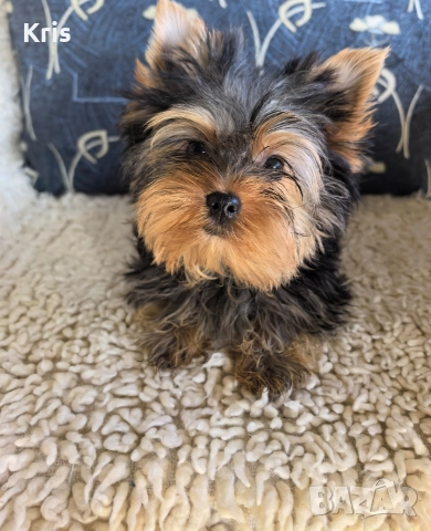 Йоркширски териер момиченце