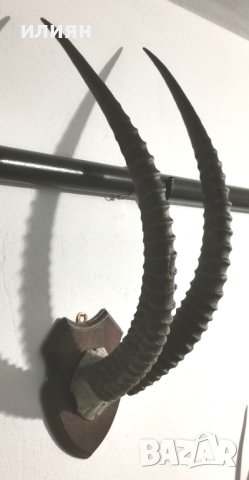 Уникален трофей  рога   антилопа Сейбъл. , снимка 14 - Други - 40656100