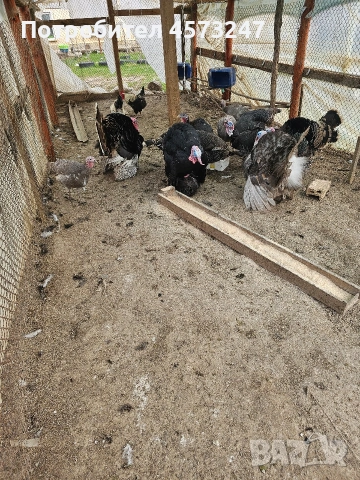 женски мъшки пуики