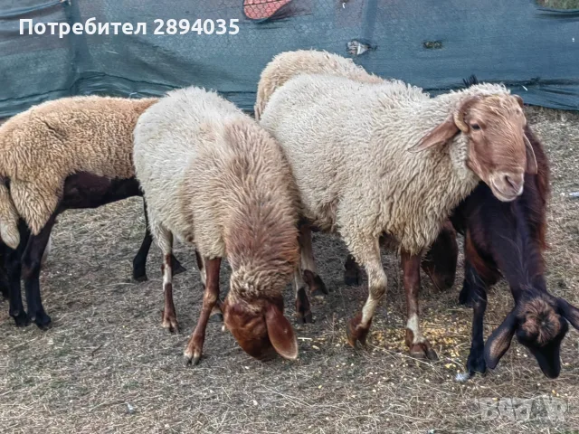 бартер за крави телета , снимка 3 - Овце - 55868544
