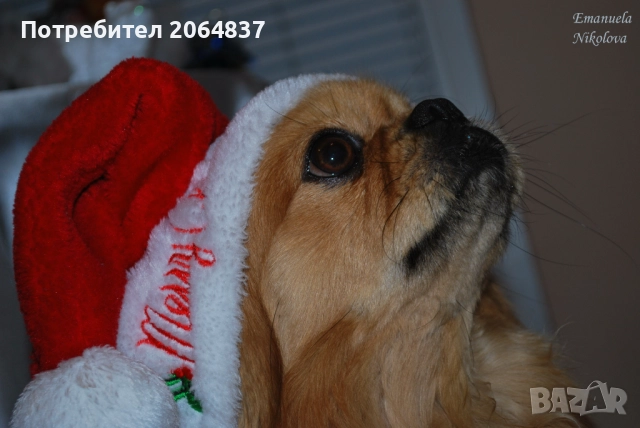 Професионален фотограф, снимка 5 - Фотографи - 51733729