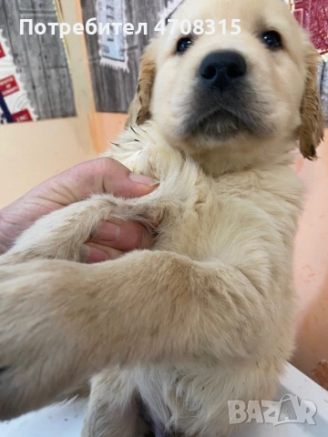 Голдън ретривър  момче родословен баща , снимка 7 - Голдън ретривър - 53604947