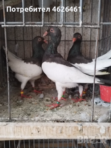 Датски летачи, снимка 10 - Гълъби - 52098870