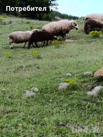 Агнета балкански , снимка 8 - Овце - 50338751