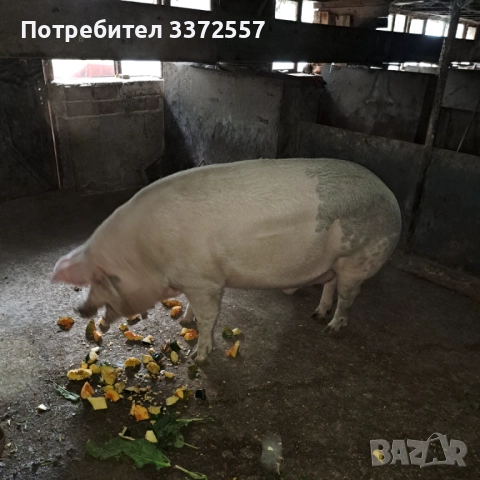 Продава домашно прасе 