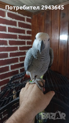 Жако, снимка 2 - Папагали - 53248595