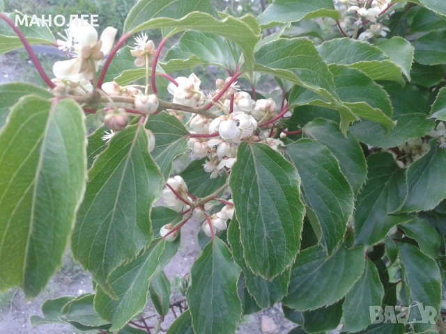 🥝🥝🥝Двуполово киви🥝🎁👌, снимка 2 - Градински цветя и растения - 53442865