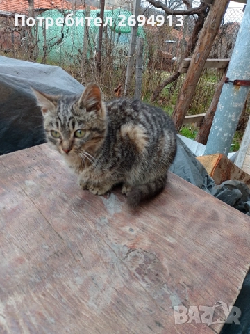 Подарявам котета