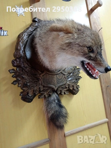 ПРЕПАРИРАН ЧАКАЛ С ДЪРВОРЕЗБА 