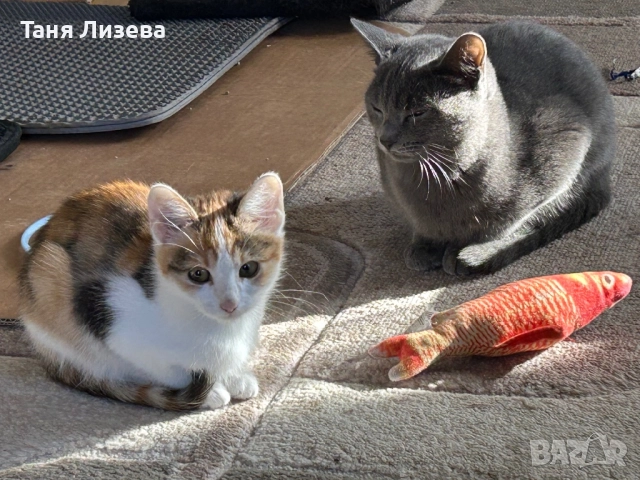 Подарявам малка трицветка, снимка 5 - Други - 52592440