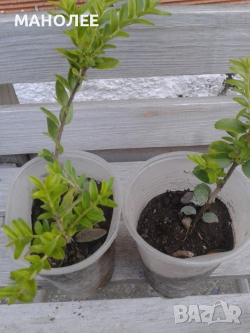 💐🪴💐Лоницера " Нитида "🎁🦋🌷, снимка 2 - Градински цветя и растения - 53739941