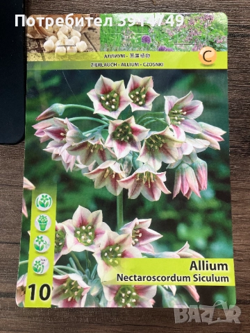 Едри, силни луковици САМАРДАЛА, за есенно засаждане 10 бр пакет