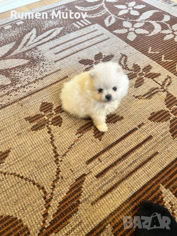 Померан , снимка 4 - Померан - 53585128