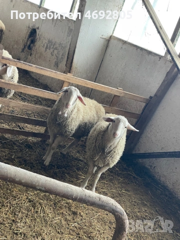 Свободни мъжки , снимка 2 - Овце - 53287732