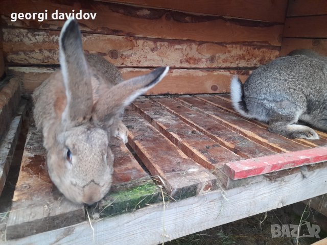 Домашни свободни зайци, снимка 10 - Други - 41344919