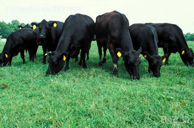 Предлагаме работа във ферма за месодайни говеда