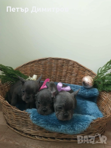 Френски булдог , снимка 1