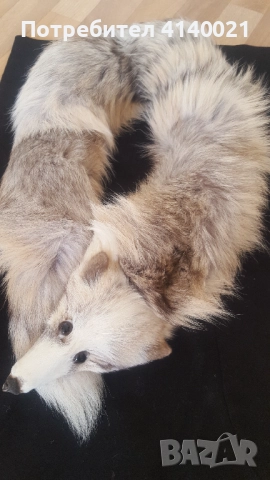Яка от лисица , снимка 2 - Шалове - 52934895