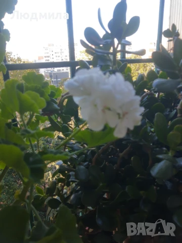 Мушкато,големи,отгледани ОСТАНАЛИ 9бр.ДОГОВАРЯНЕ., снимка 2 - Стайни растения - 51304792