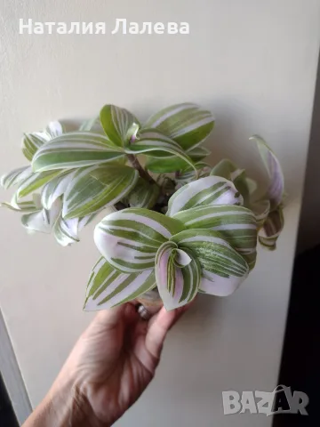 Традесканция, tradescantia albiflora Giant, снимка 4 - Стайни растения - 56304194