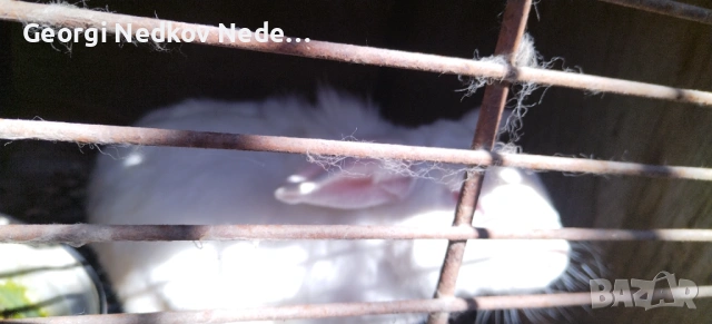 Продавам зайци, снимка 5 - Други животни - 53790923