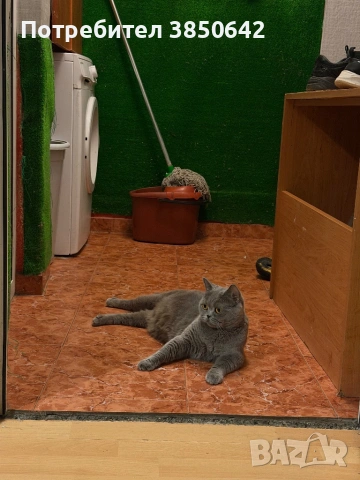 Британска късокосместа , снимка 5 - Британска късокосместа - 53778134