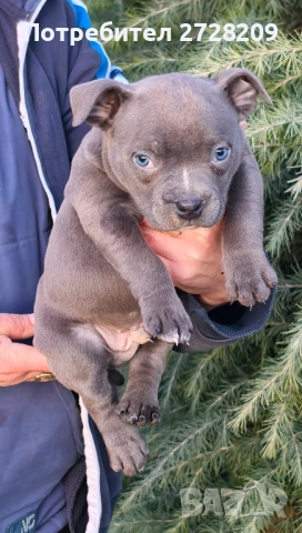 Американско Були Покет/American Bully Pocket , снимка 17 - Питбул - 52860044