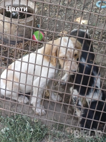 Английски сетер, снимка 1