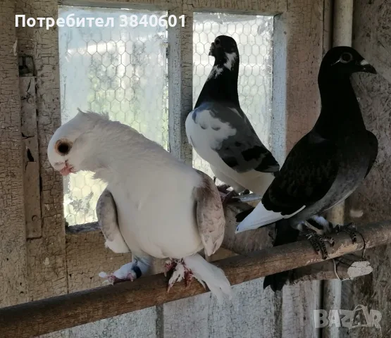 Декоративни Гълъби, снимка 4 - Гълъби - 56006723