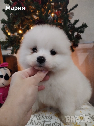 Прекрасно женско самоедче, снимка 5 - Самоед - 52508611