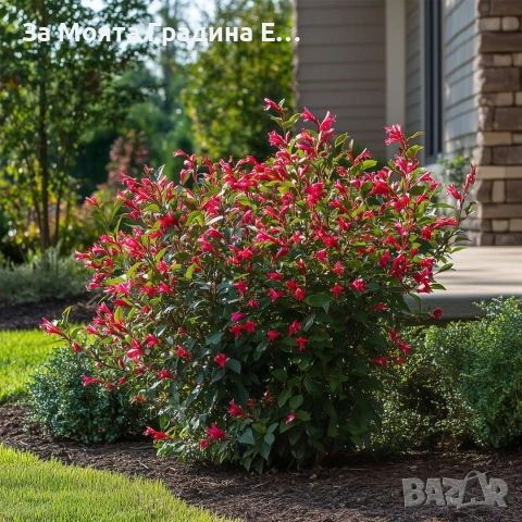 Вайгела 4 вида /цвята, снимка 2 - Градински цветя и растения - 53744272
