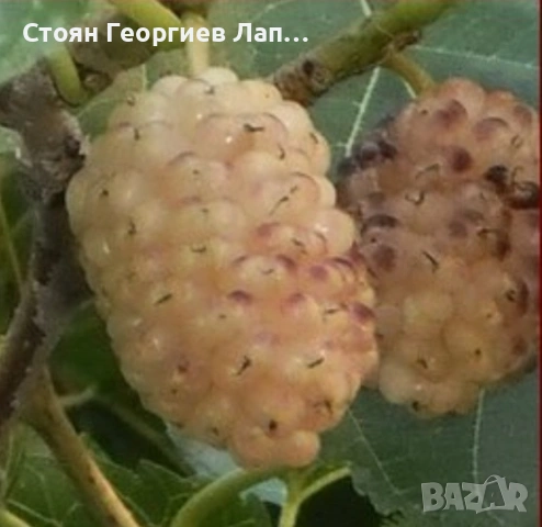 дръвчета едроплодна черница , снимка 2 - Разсади - 53572395